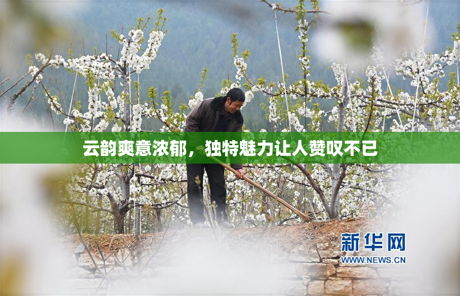 云韵爽意浓郁，独特魅力让人赞叹不已