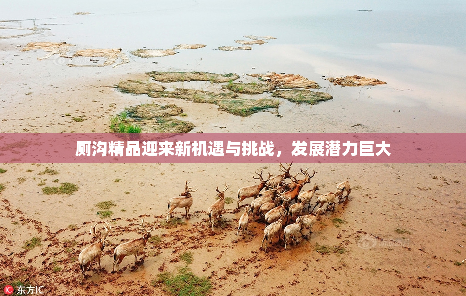 厕沟精品迎来新机遇与挑战，发展潜力巨大