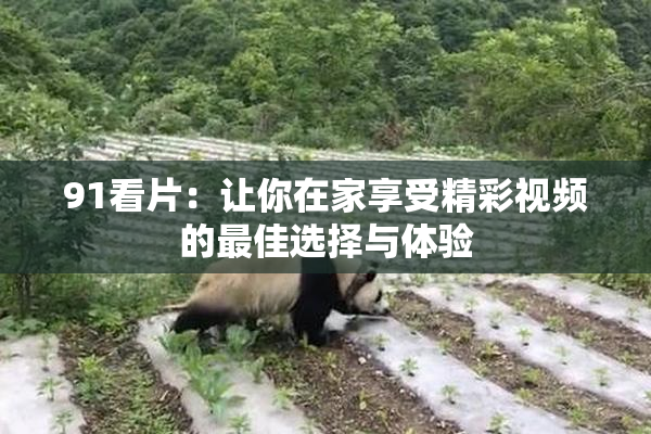 91看片：让你在家享受精彩视频的最佳选择与体验