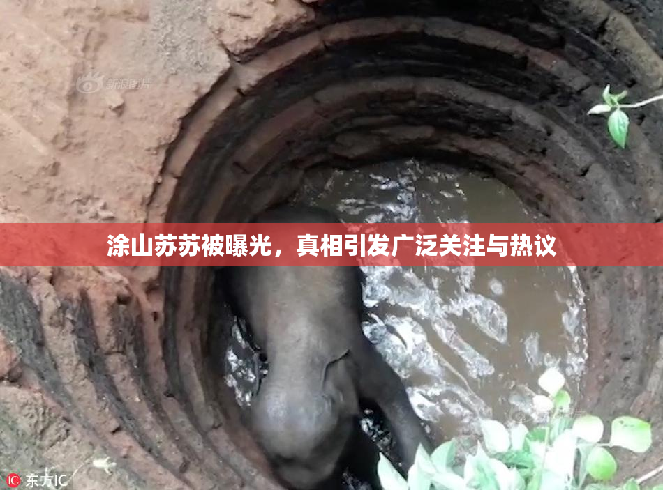 涂山苏苏被曝光，真相引发广泛关注与热议