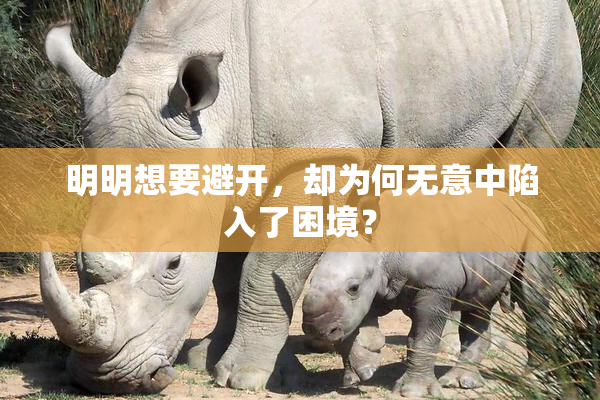 明明想要避开，却为何无意中陷入了困境？