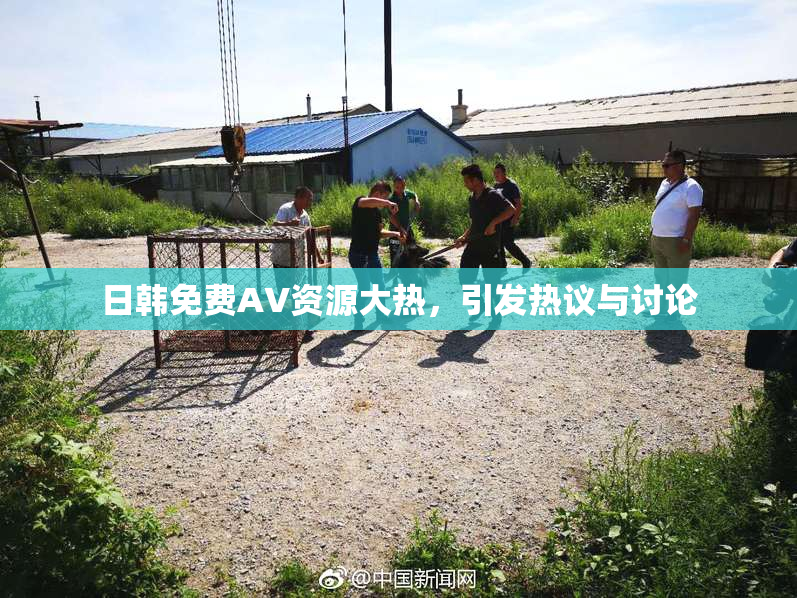 日韩免费AV资源大热，引发热议与讨论