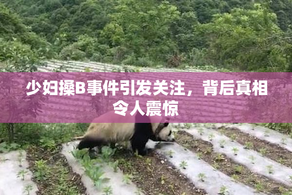 少妇搡B事件引发关注，背后真相令人震惊