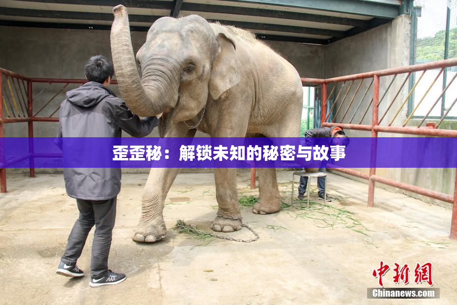 歪歪秘：解锁未知的秘密与故事