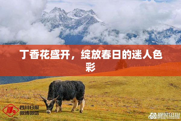 丁香花盛开，绽放春日的迷人色彩