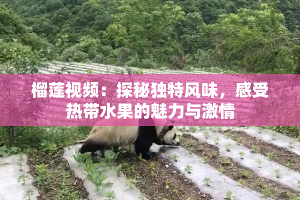 榴莲视频：探秘独特风味，感受热带水果的魅力与激情