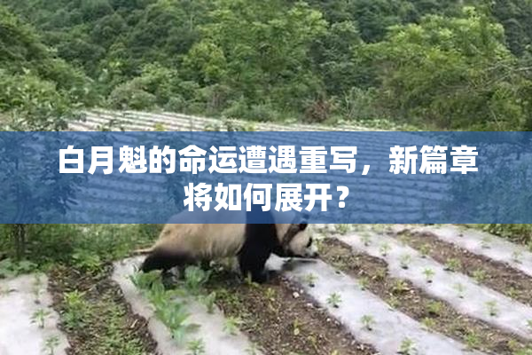 白月魁的命运遭遇重写，新篇章将如何展开？