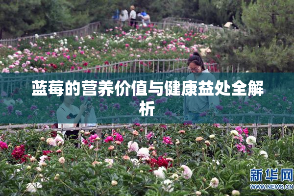 蓝莓的营养价值与健康益处全解析
