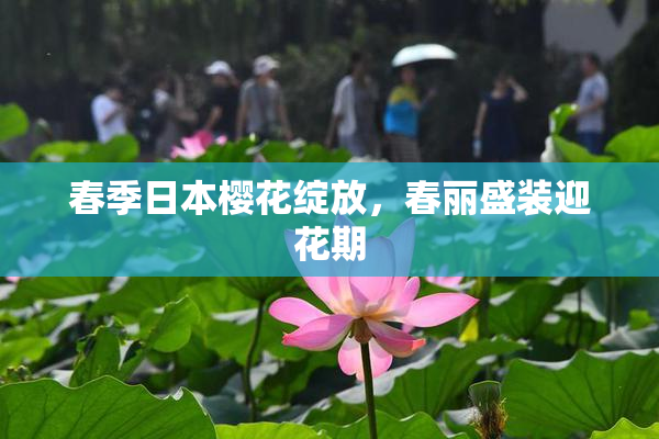 春季日本樱花绽放，春丽盛装迎花期