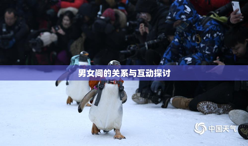 男女间的关系与互动探讨