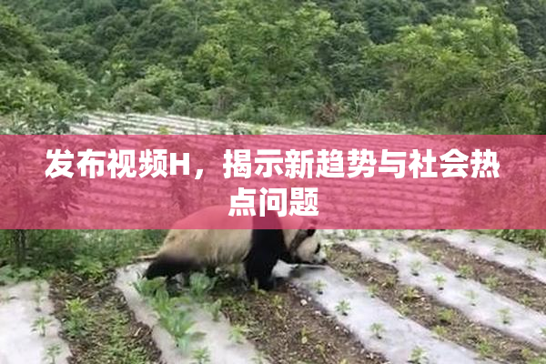 发布视频H，揭示新趋势与社会热点问题