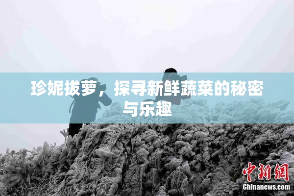 珍妮拔萝，探寻新鲜蔬菜的秘密与乐趣