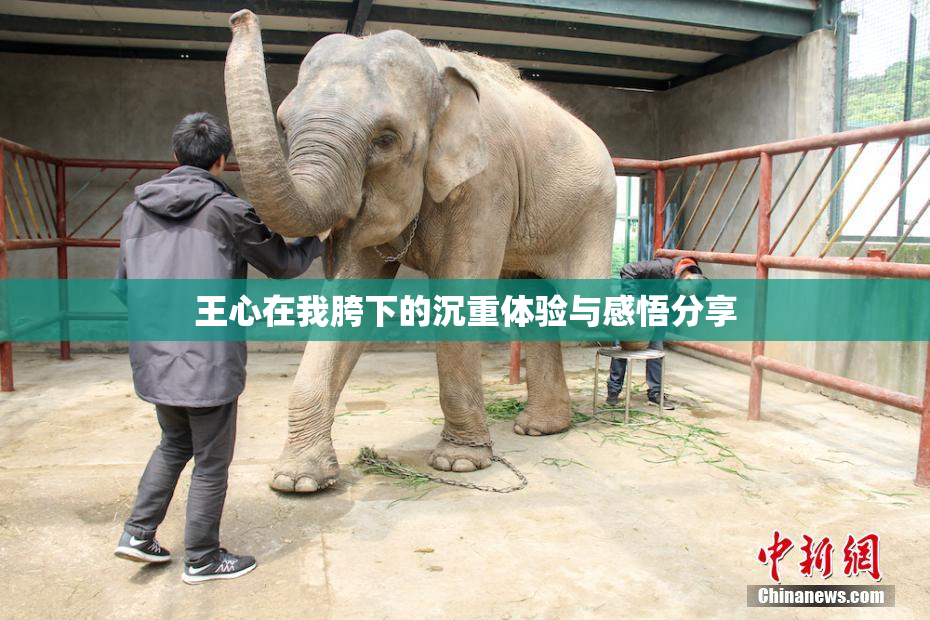 王心在我胯下的沉重体验与感悟分享