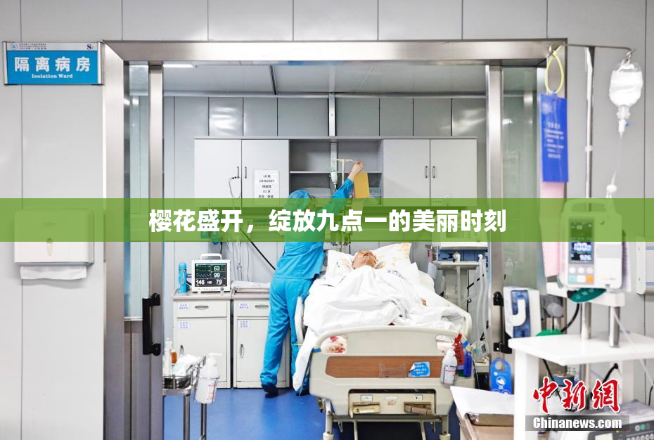 樱花盛开，绽放九点一的美丽时刻