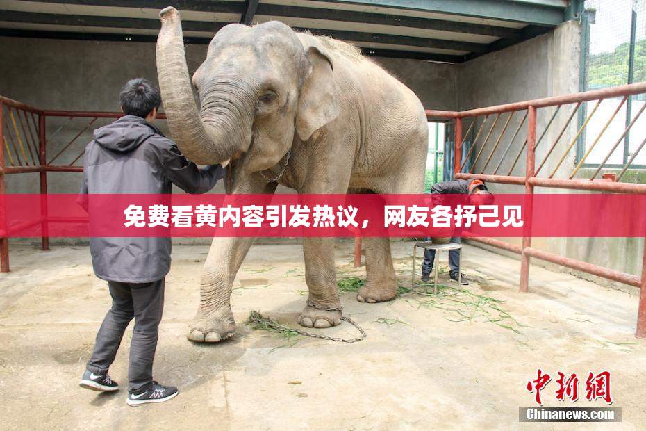 免费看黄内容引发热议，网友各抒己见