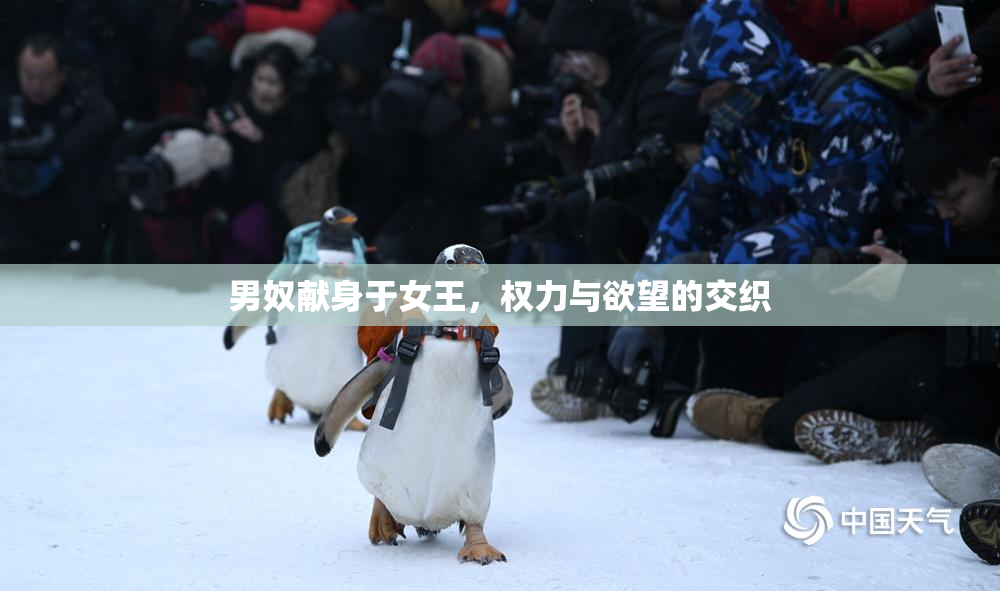 男奴献身于女王，权力与欲望的交织