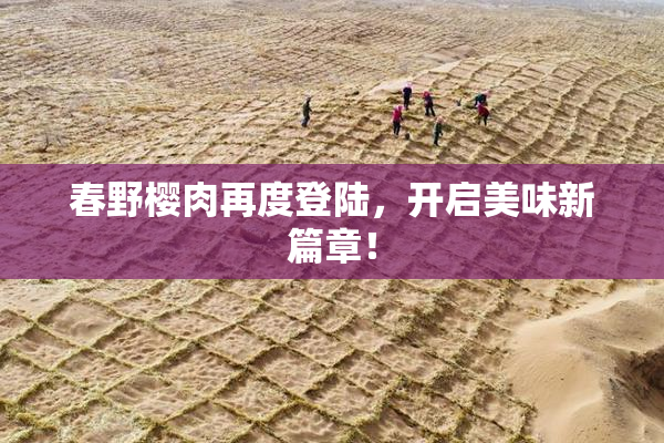 春野樱肉再度登陆，开启美味新篇章！
