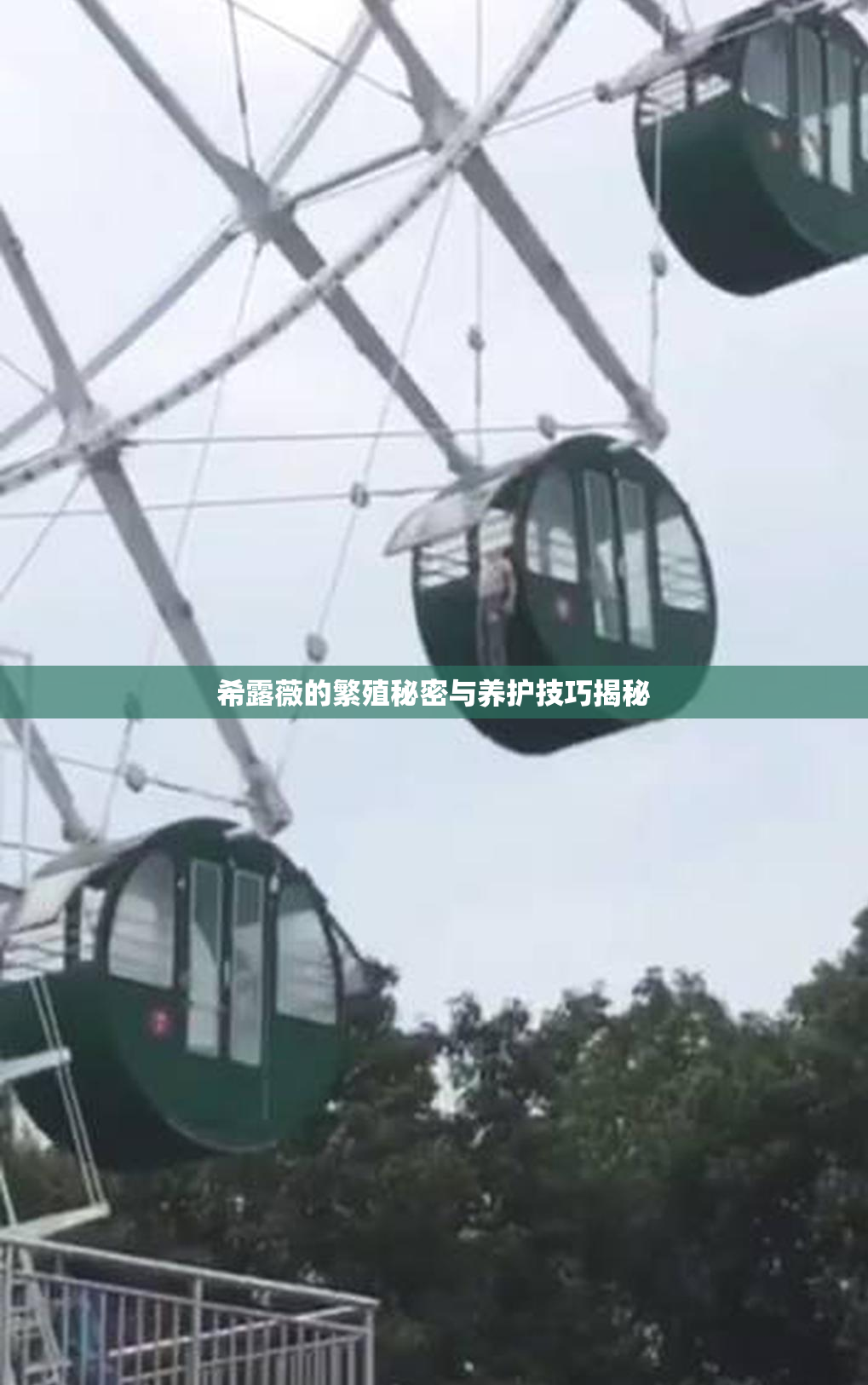 希露薇的繁殖秘密与养护技巧揭秘