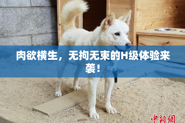 肉欲横生，无拘无束的H级体验来袭！