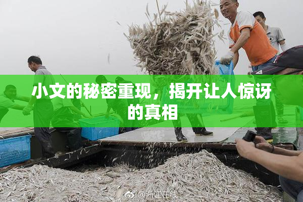 小文的秘密重现，揭开让人惊讶的真相