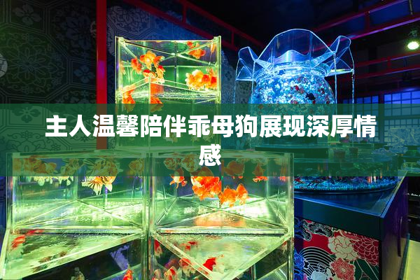 主人温馨陪伴乖母狗展现深厚情感