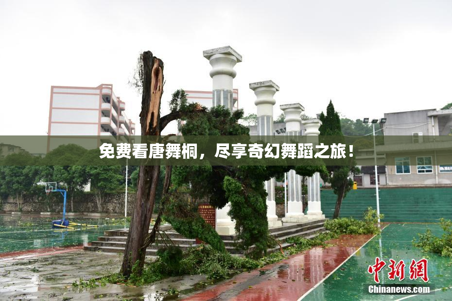 免费看唐舞桐，尽享奇幻舞蹈之旅！