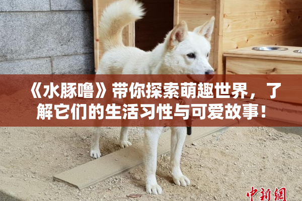 《水豚噜》带你探索萌趣世界，了解它们的生活习性与可爱故事！