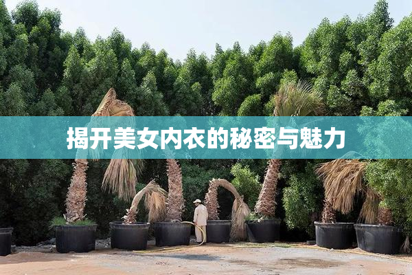 揭开美女内衣的秘密与魅力