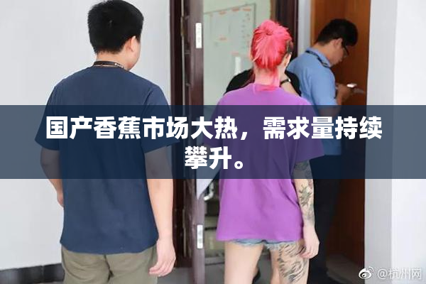 国产香蕉市场大热，需求量持续攀升。