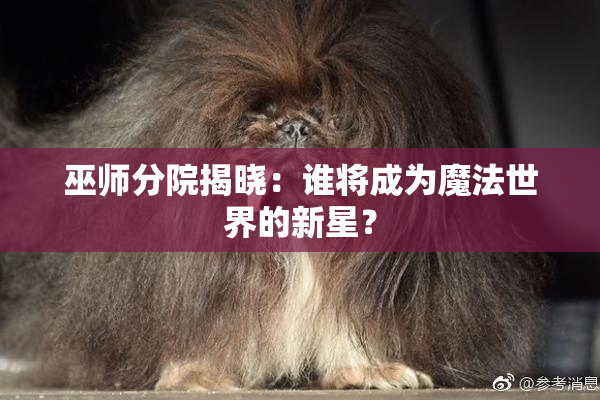巫师分院揭晓：谁将成为魔法世界的新星？