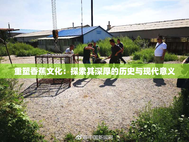 重塑香蕉文化：探索其深厚的历史与现代意义