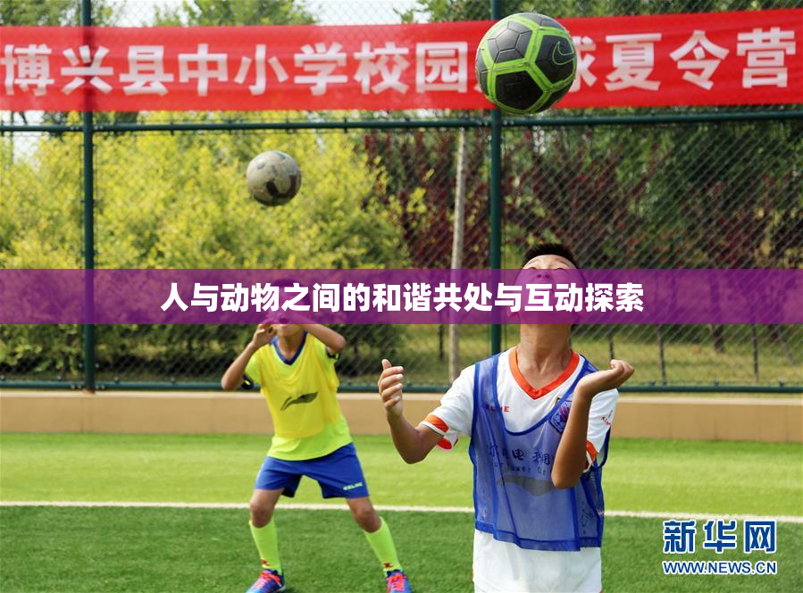 人与动物之间的和谐共处与互动探索