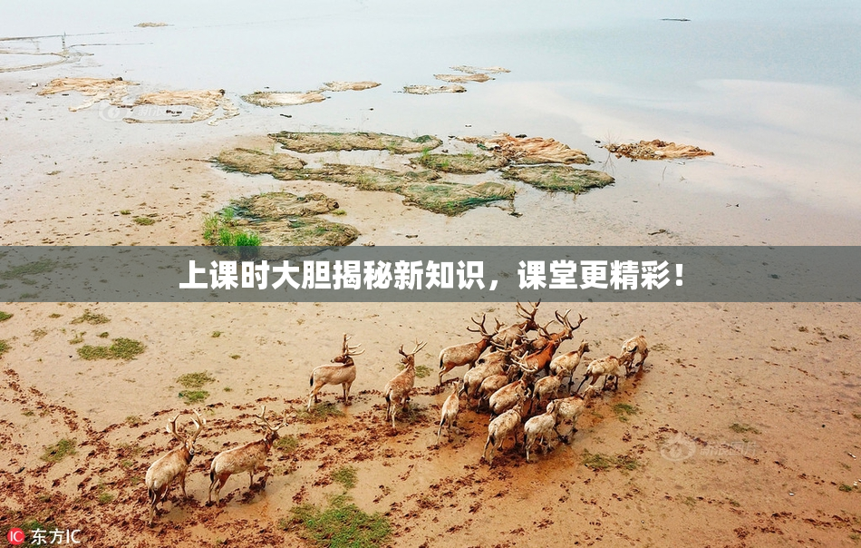 上课时大胆揭秘新知识，课堂更精彩！