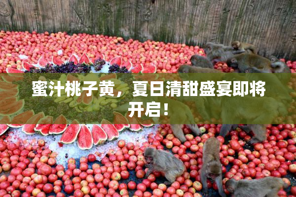 蜜汁桃子黄，夏日清甜盛宴即将开启！
