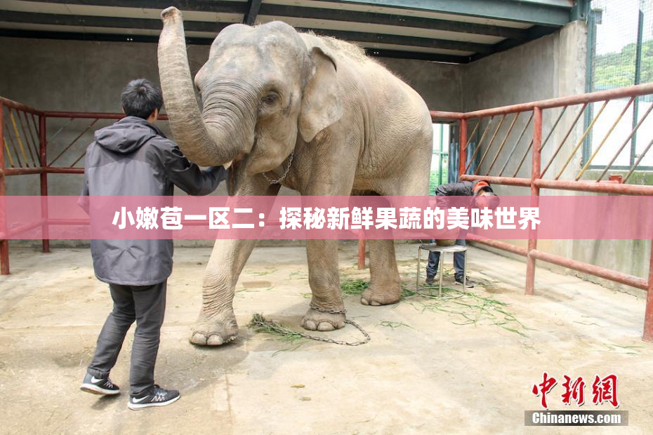 小嫩苞一区二：探秘新鲜果蔬的美味世界