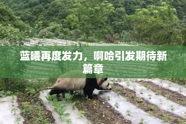 蓝曦再度发力，啊哈引发期待新篇章