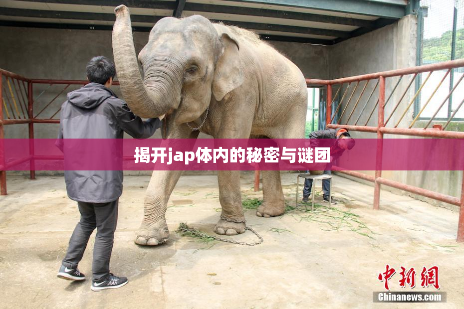 揭开jap体内的秘密与谜团