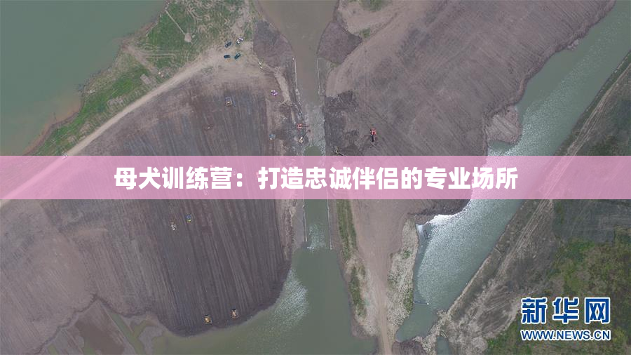 母犬训练营：打造忠诚伴侣的专业场所
