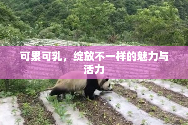 可累可乳，绽放不一样的魅力与活力