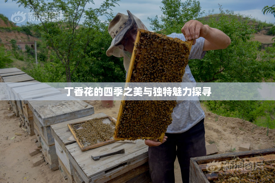 丁香花的四季之美与独特魅力探寻