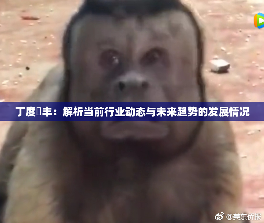 丁度巜丰：解析当前行业动态与未来趋势的发展情况