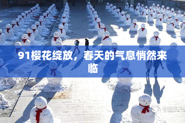 91樱花绽放，春天的气息悄然来临