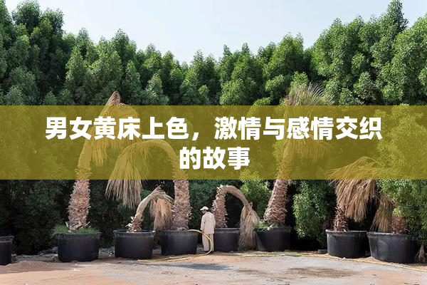 男女黄床上色，激情与感情交织的故事