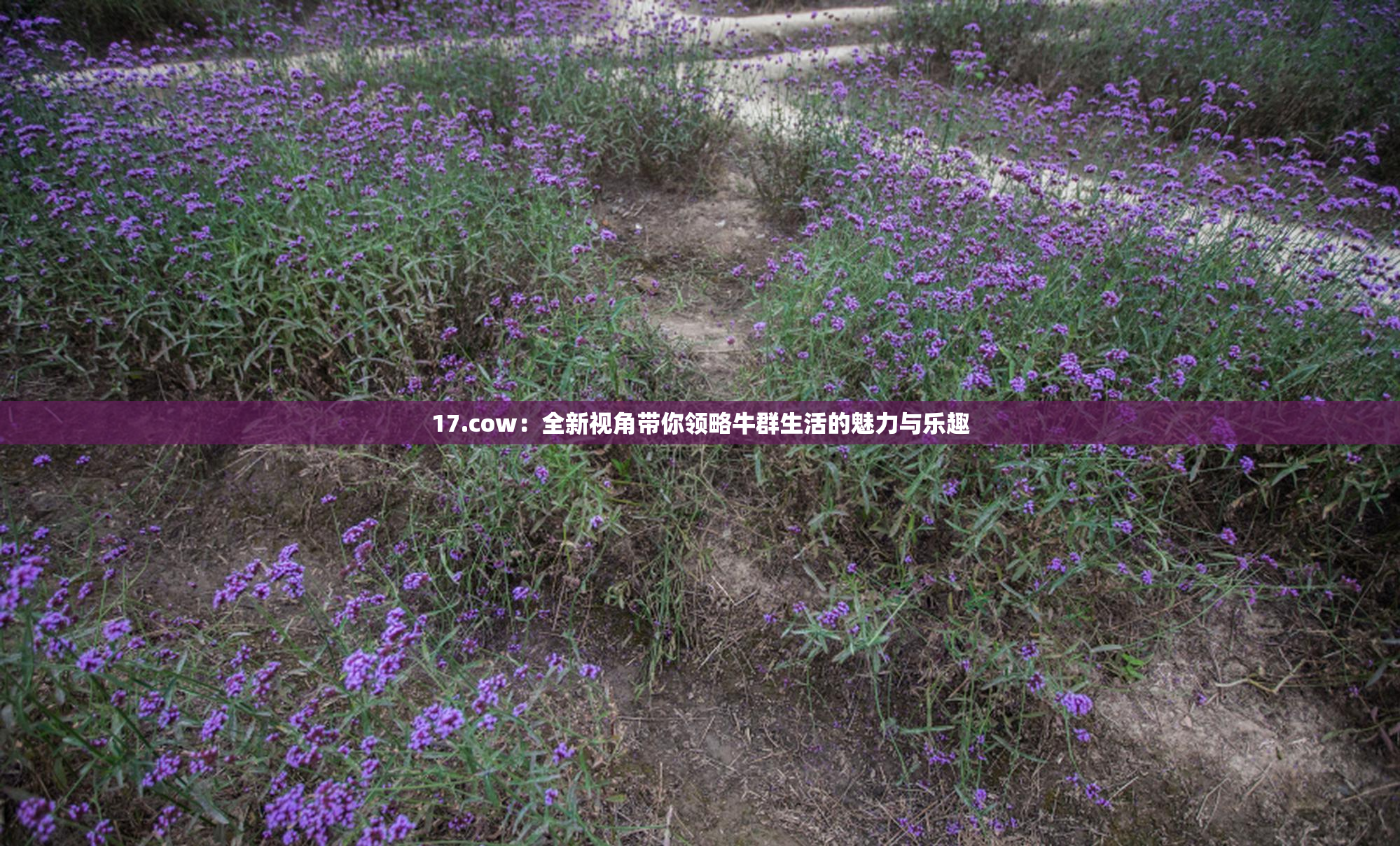 17.cow：全新视角带你领略牛群生活的魅力与乐趣