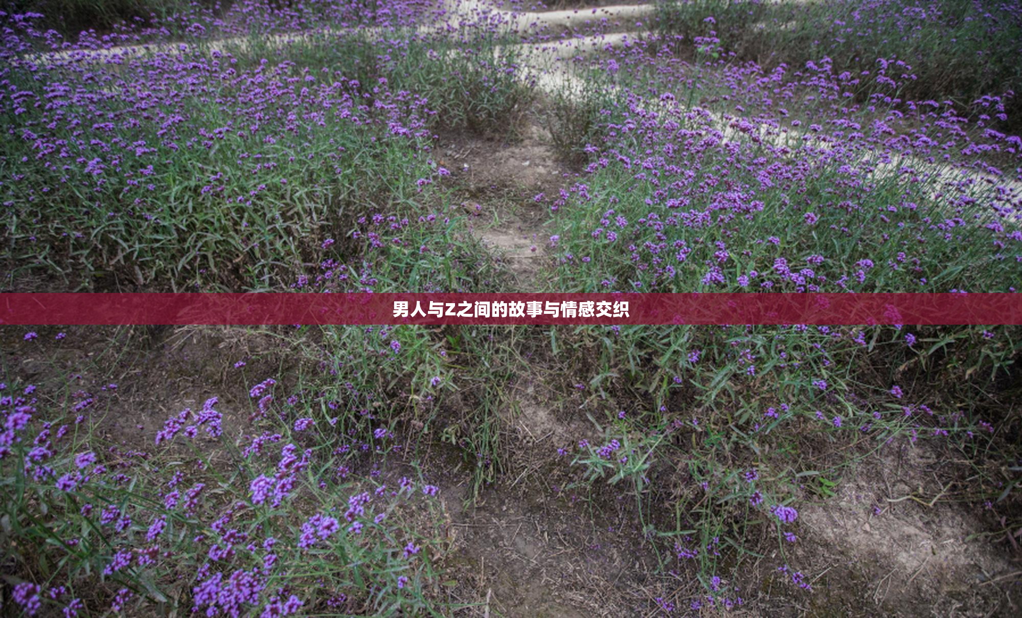 男人与Z之间的故事与情感交织