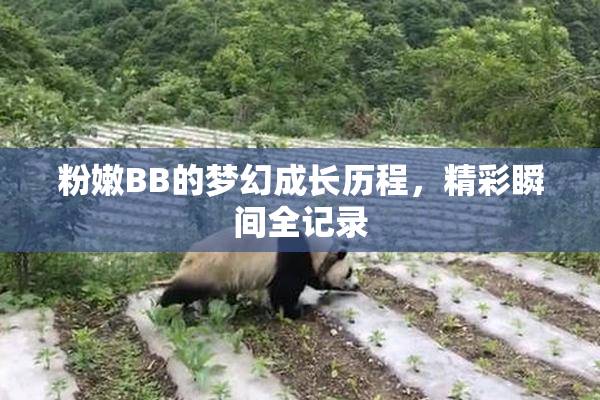 粉嫩BB的梦幻成长历程，精彩瞬间全记录