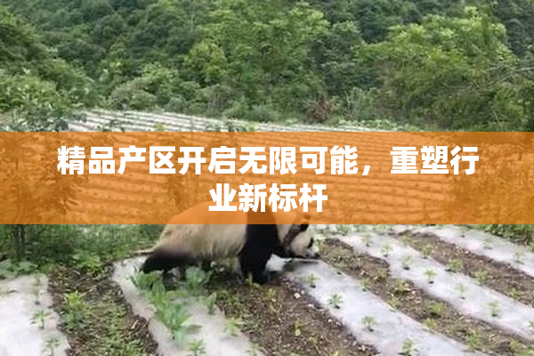 精品产区开启无限可能，重塑行业新标杆