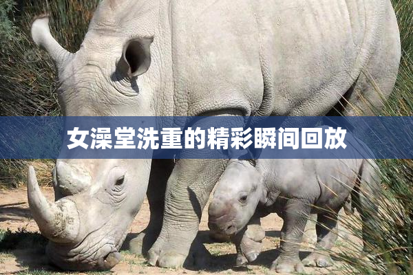女澡堂洗重的精彩瞬间回放