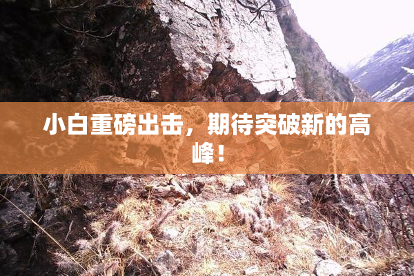 小白重磅出击，期待突破新的高峰！