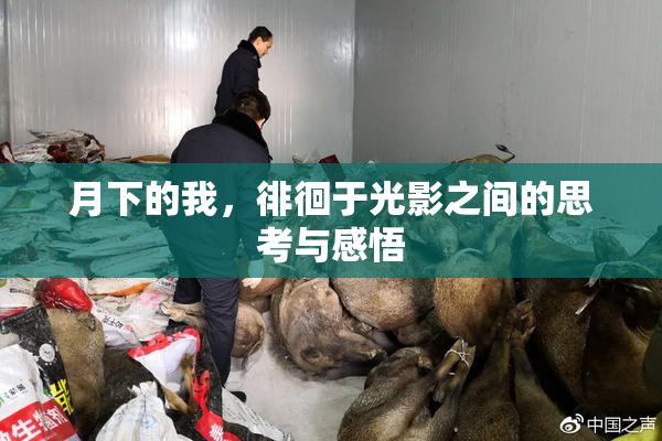 月下的我，徘徊于光影之间的思考与感悟